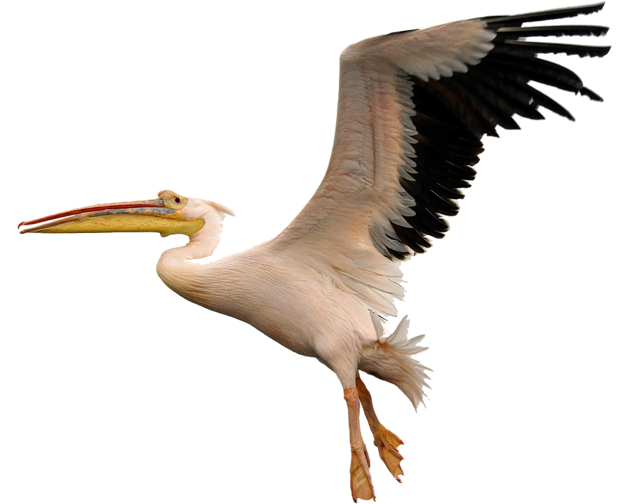 pelican.png